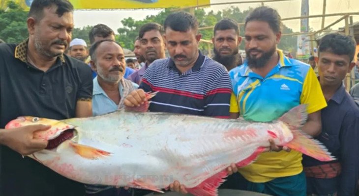 পদ্মার ঢাই মাছ বিক্রি এক লাখ ৪ হাজার টাকায়